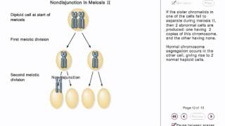 Chromosome Nondisjunction Animation [upl. by Namus391]