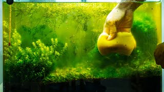 How to Get Rid of Aquarium Algae​  Causes Different Types amp Algae Eaters [upl. by Dihsar72]