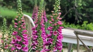 Planting Foxglove and Asparagus🌺🌱 [upl. by Dowlen83]