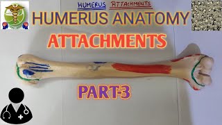 Humerus Attachments Humerus Anatomy Easy explanation [upl. by Pantia]