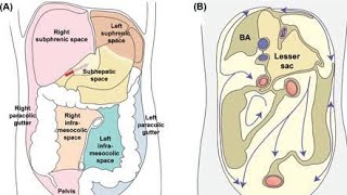 Peritoneal cavity recesses Anatomy  Subhepatic space and Pouch of douglas [upl. by Nerek276]