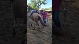 horse equinelearning groundwork beginner horseridingschool horses [upl. by Ayotyal]