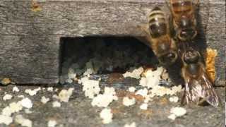 Honey Bee Hive Cleaning Survivor Bees Hygienic Varroa Disease Resistant [upl. by Ennis316]