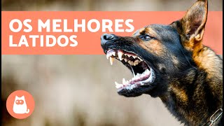 Os melhores VÍDEOS de CÃES LATINDO 🐶🐾 LATIDO de CÃES Irritados Felizes e Engraçados [upl. by Anihpesoj]