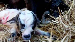 parto gemellare capra goat giving birth twins parte part 3 Full HD 1080p [upl. by Hatti]