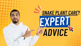 how to care for a snake plant Expert advice Can my snake plants live outsidepart1 [upl. by Nevin870]