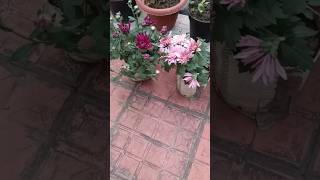 Flowers shorts shortsfeed shortvideo [upl. by Diann89]