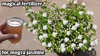 magical fertilizer for mogra plant  gardening4u11 [upl. by Ajroj]