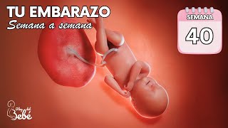 ❤️ Semana 40 de embarazo 🤰 Síntomas consejos y desarrollo del bebé  El embarazo semana a semana [upl. by Aldred]