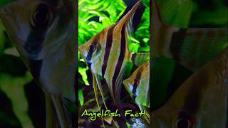 Fact About Angel Fish [upl. by Eixor206]