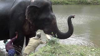 How to Wash an Elephant [upl. by Apthorp]