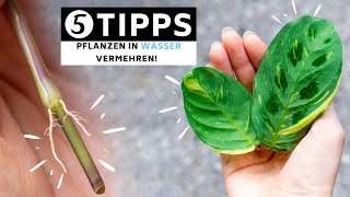 Pflanzen in Wasser vermehren  5 Tipps wie du Fehlern aus dem Weg gehen kannst [upl. by Thorncombe]