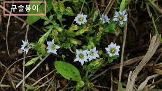 구슬붕이the squarrose gentian [upl. by Nosnibor]