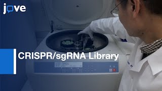 CRISPRsgRNA Library Screening for Critical CTCF Boundaries  Protocol Preview [upl. by Llirpa46]