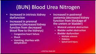 Creatinine BUN and BUNCreatinine [upl. by Lorre555]