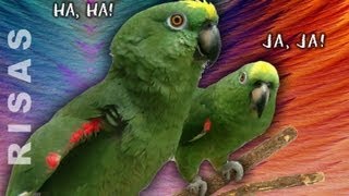 Loros que hablan cantan se rien y bromean  Amazing parrots with a great sense of humor [upl. by Acirre]