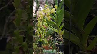 Aerides houlletiana v alba 에리데스호울레티아나 알바 2024년 7월 15일 [upl. by Connett]