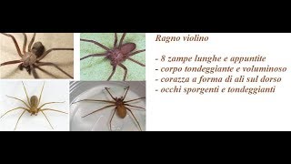 Ragno violino velenoso enorme nel bagno [upl. by Atihcnoc]