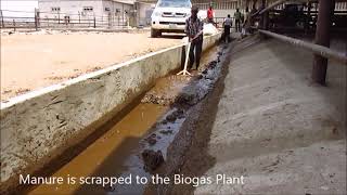 Biogas Plant at Sebore Farms [upl. by Yrok]