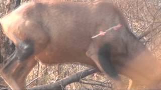 Motsomi Safaris Bow Hunting Red Hartebeest Kembel [upl. by Eelano]