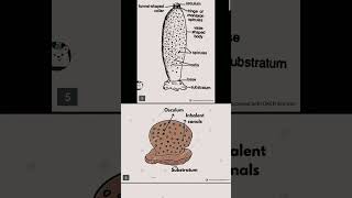 Class 11 biology chapter 4 part 1 diagram educational diagram neet [upl. by Atinuaj658]