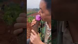 Chinese fruit 😱 sciencefacts viralfactsvideos viral [upl. by Walkling]