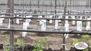 Replanting a large vineyard in the Napa Valley I Michael J Neal Viticultural Services [upl. by Enilram]