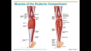 Muscles of posterior compartment of leg calf muscles Anatomy [upl. by Gere810]