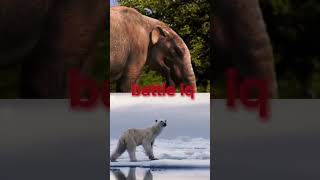 deinotherium vs polar bear [upl. by Aititel]