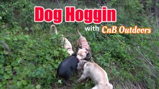 Black Mouth Cur Hog Dogs Bay Two Wild Hogs in less than 10 minutes [upl. by Linkoski]