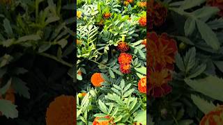 flowers gardening garden plants rose marigoldplant marigold nurserylive gardenplants [upl. by Izak]