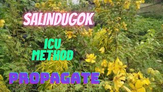 Paano Magtanim ng Salindugok Acacia Dealbata  CU Method Cuttings  at Home [upl. by Adaj]