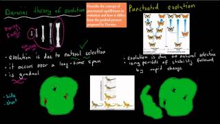 11 Punctuated Equilibrium vs Darwins Evolution HSC biology [upl. by Yesor236]