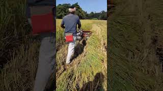 mini paddy harvester paddyharvesting harvesting assam [upl. by Gnivri]