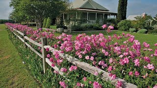 The Antique Rose Emporium Michael Shoup Central Texas Gardener [upl. by Edythe]