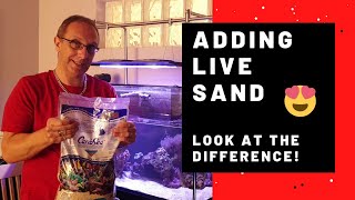 Adding Live Sand to my Reef Tank  Saltwater tank [upl. by Tedd844]