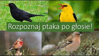 Rozpoznaj ptaka po głosie cz4  Poziom ŚREDNITRUDNY [upl. by Undis708]