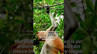 Why The Proboscis Monkey has The Largest Nose of any primate animalfacts [upl. by Illak]