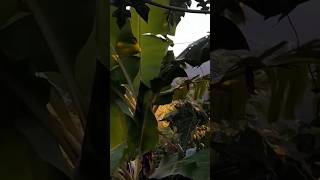 Flourishing fruit trees 🌳 shorts gardening viralvideo home food fruit [upl. by Beard266]