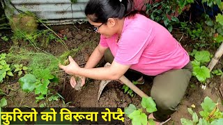 Kurilo farming in nepalMom and Pratima farmingkurilo [upl. by Ingrid]