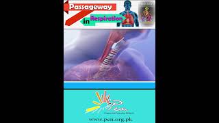 Passageway in Respiration I Learn about the passageway in respiration I biology penacademy [upl. by Stanfield]