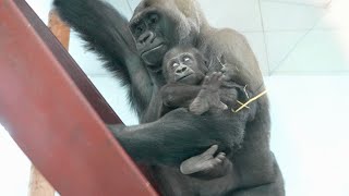 Female Gorilla Takes Baby Without Permission [upl. by Elockin177]