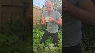 Dandelion leaf tea herbs foraging herbtea gardening permaculture adventure ideas motivation [upl. by Annid]