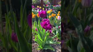 Planting tulips flower shortvideo howtogrowportulaca portulacaplant gardenflower floweringplant [upl. by Yentnuoc]