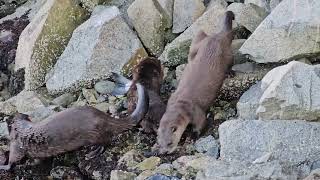 Otters snacking on fresh sashimi [upl. by Amorita]