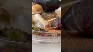 Elle est grave 😂🐌 animaux escargots escargotsgéants YouTubeCreatorCommunity [upl. by Yrelav]