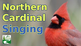 Cardinal Singing amp Call Sounds [upl. by Lean]