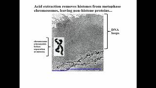 1742 Histones and Non Histone Proteins [upl. by Ahsikym]