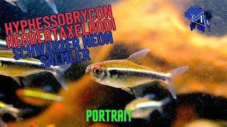 SCHWARZER NEON Salmler I Hyphessobrycon herbertaxelrodi I TAX [upl. by Eibur]