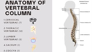 Anatomy of Vertebrae  Vertebral Column [upl. by Ias266]